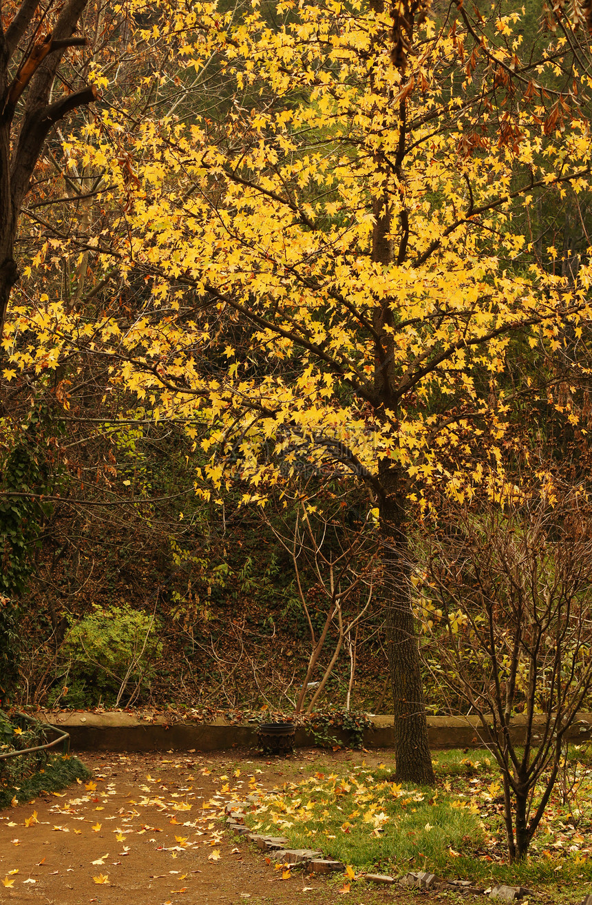 秋季风景 第比利斯植物园的公路车道森林环境路线叶子金子阳光植物薄雾公园图片