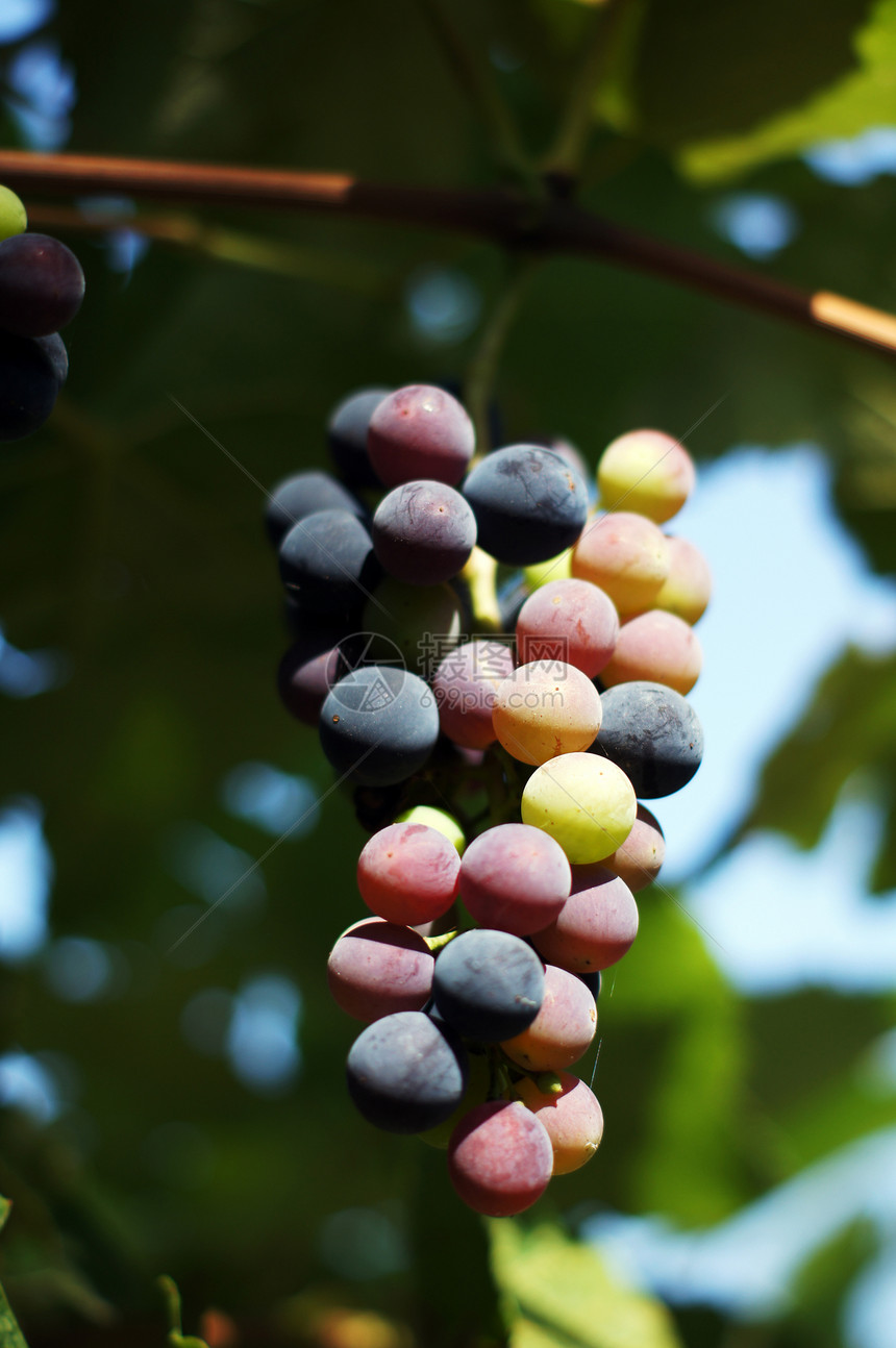 紧紧关上一帮红葡萄 在温多尔德水果生物红色酒厂黑色食物营养收成葡萄园藤蔓图片