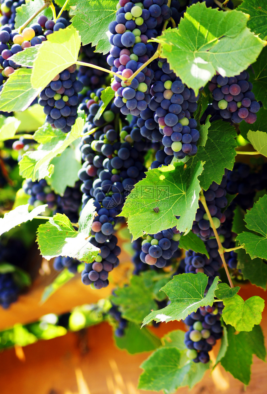 紧紧关上一帮红葡萄 在温多尔德收成营养水果黑色藤蔓食物红色葡萄园生物紫色图片