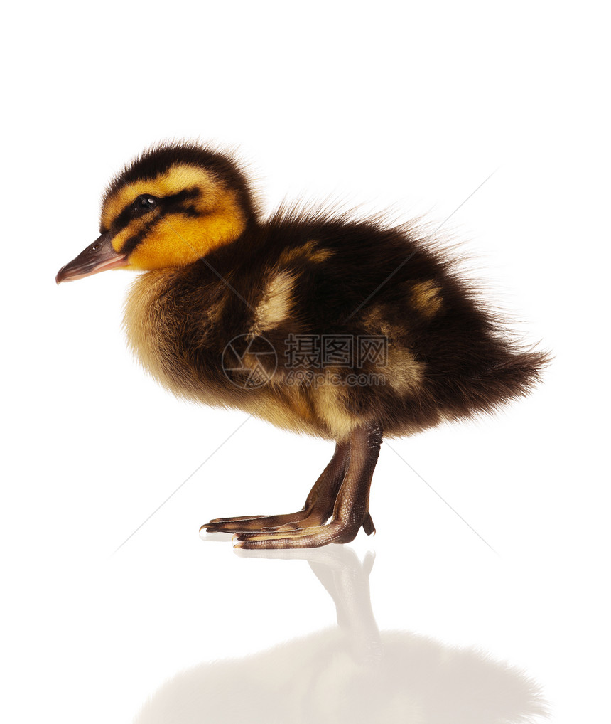 家鸭荒野动物水禽婴儿毛皮工作室小鸭子孩子羽毛新生图片