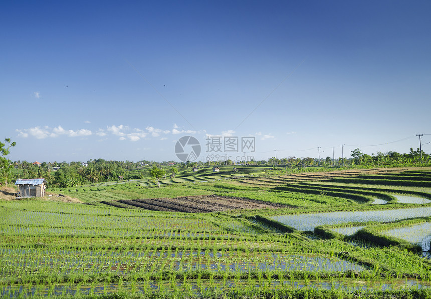 巴利 印地安尼西亚的稻田景观图片
