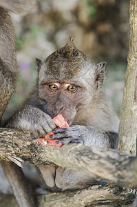 猴子在寺庙里动物灵长类背景图片