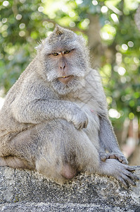 猴子在寺庙里灵长类动物高清图片