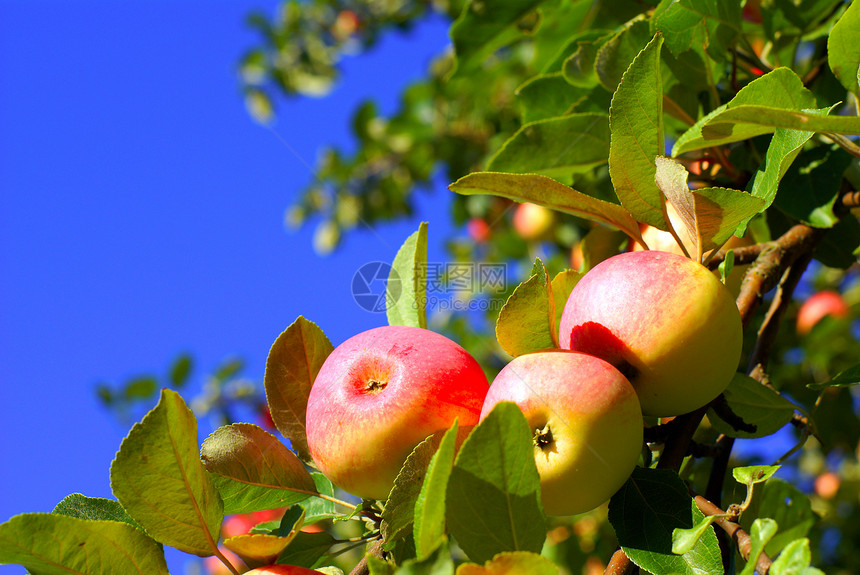 蓝天上的红苹果和叶子植物美食生物学食物果园采摘树林园艺蓝色天空图片