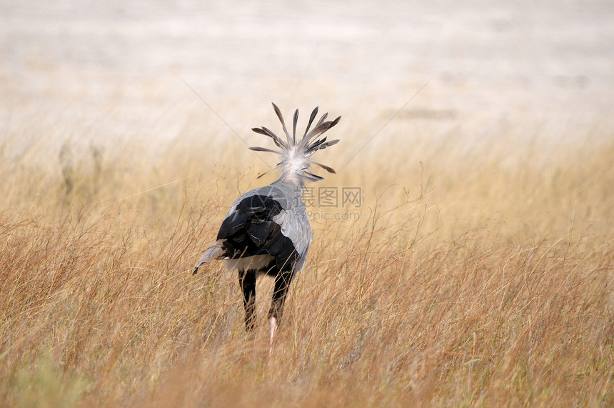 Etosha国家公园 Bird秘书野生动物动物群羽毛灰色图片