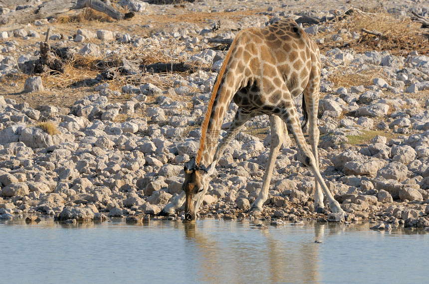 Giraffe饮用水长颈动物群动物哺乳动物荒野野生动物图片
