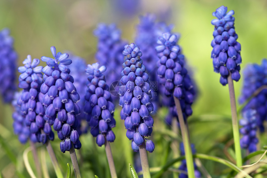 一群葡萄蓝色宏观花朵麝香图片