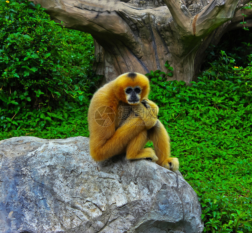 饥饿的猴子坐在墙上 等待游客的食物图片