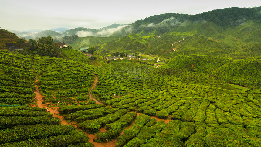 茶谷图片