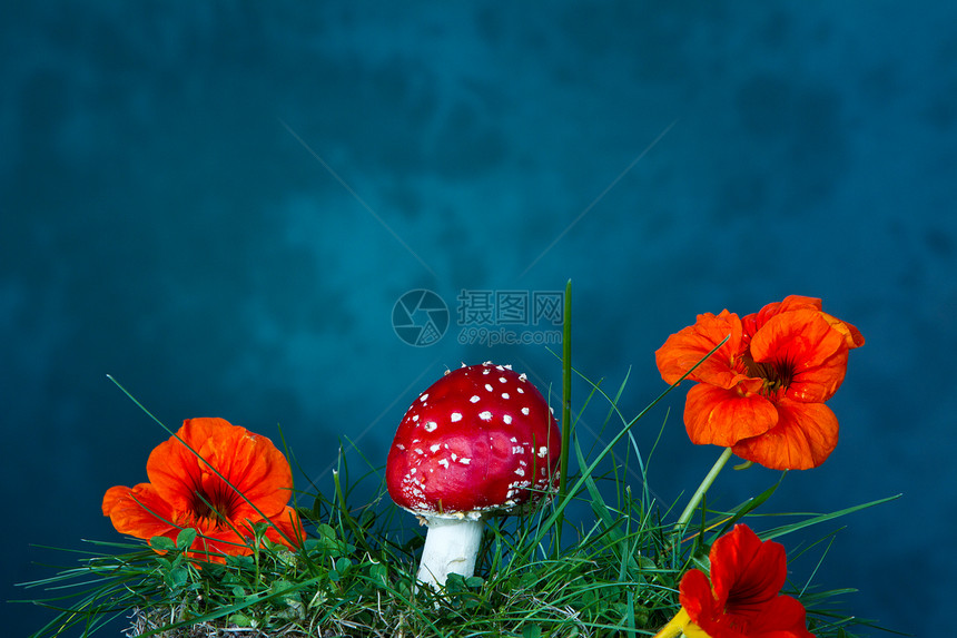 蘑菇和花植物花朵绿色花瓣红色图片