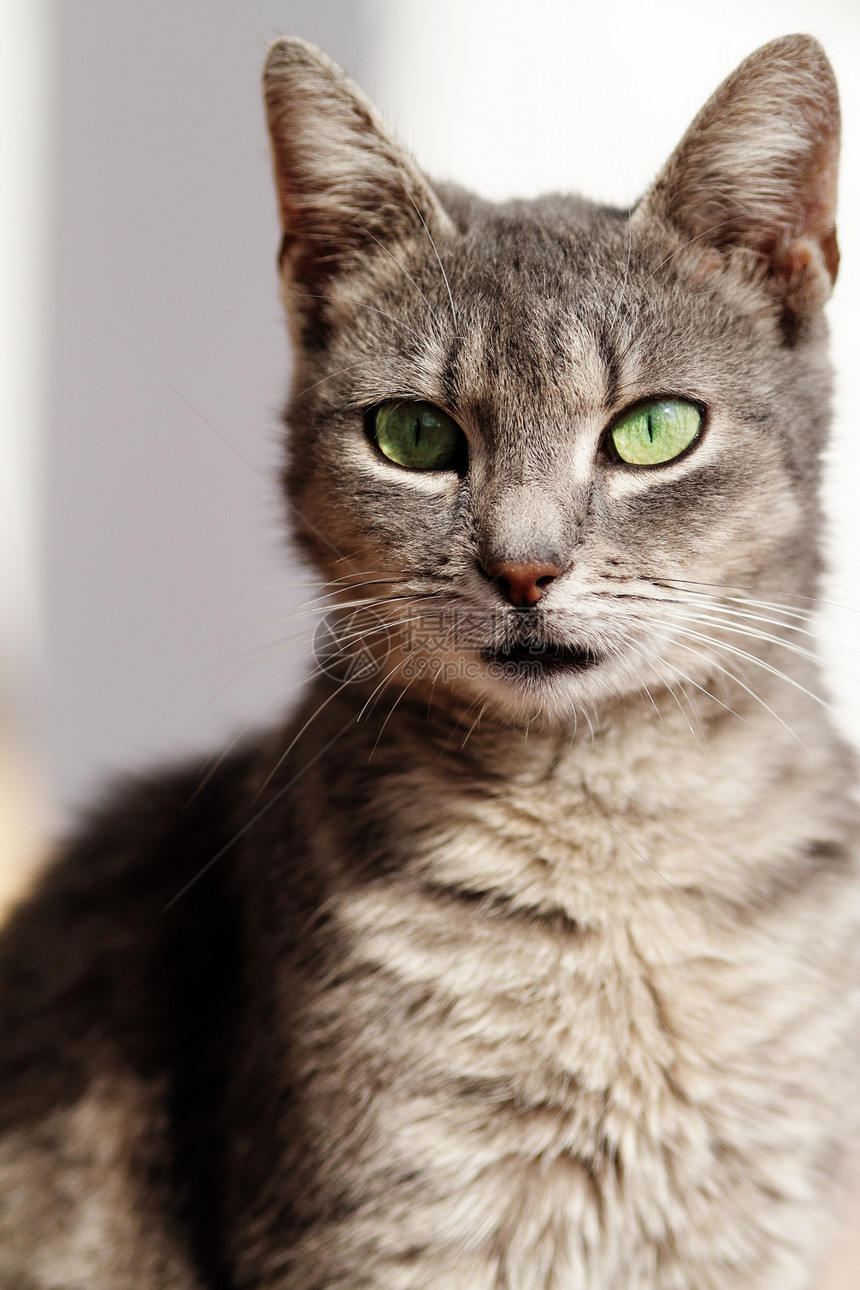 猫类毛皮小猫捕食者头发眼睛猫科动物绿色猫咪白色灰色图片