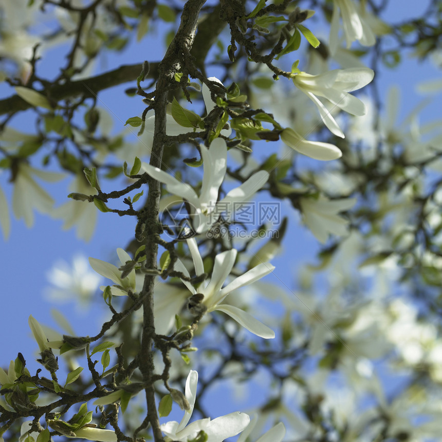白马诺兰蓝色花园树叶生长美丽植物天空花瓣母亲环境图片