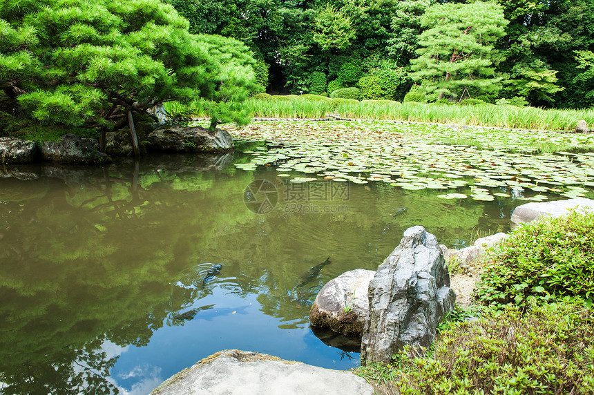 Zen花园传统树叶巨石锦鲤建筑学公园百合冥想池塘园艺图片