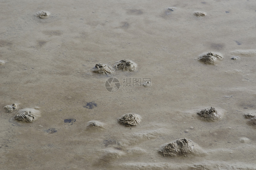 虫或沙虫 阿林科拉码头生物海滩生活动物圆圈漩涡海洋野生动物身体概念图片