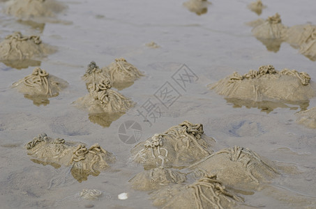 虫或沙虫 阿林科拉码头海滩热带身体危险圆圈野生动物漩涡宏观生活生物背景图片