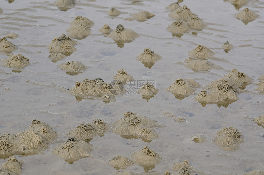 虫或沙虫 阿林科拉码头海滩危险生活动物环节圆圈漩涡野生动物身体海洋图片