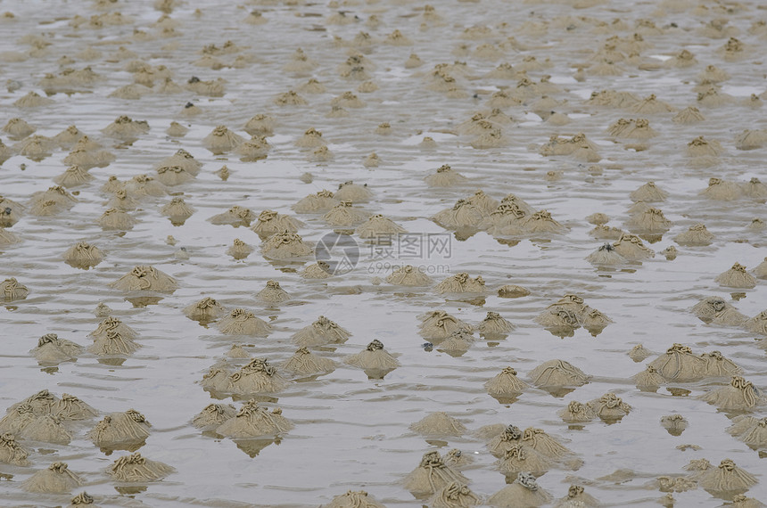 虫或沙虫 阿林科拉码头宏观野生动物生物海洋生活圆圈环节热带危险动物图片