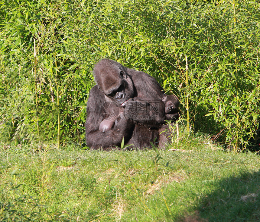 大猩猩和婴儿野生动物母亲哺乳动物图片