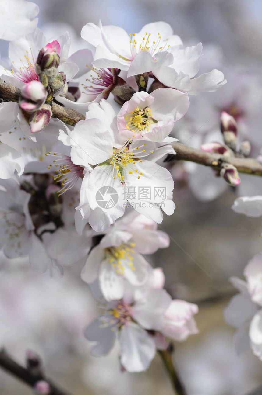 盛开的杏仁枝季节性季节场景选择性白色焦点粉色花瓣背景植物群图片