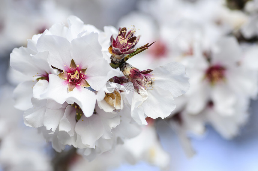 盛开的杏仁枝场景粉色季节性季节花瓣选择性植物群白色焦点背景图片