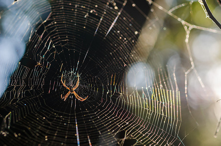 大自然中的蜘蛛和网络热带森林昆虫猎人漏洞宏观背景图片