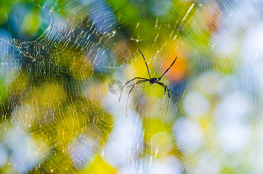 大自然中的蜘蛛和网络猎人热带森林宏观漏洞昆虫图片