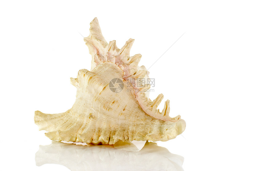 大贝壳剪裁海洋假期海滩动物蜗牛旅行热带白色贝类图片