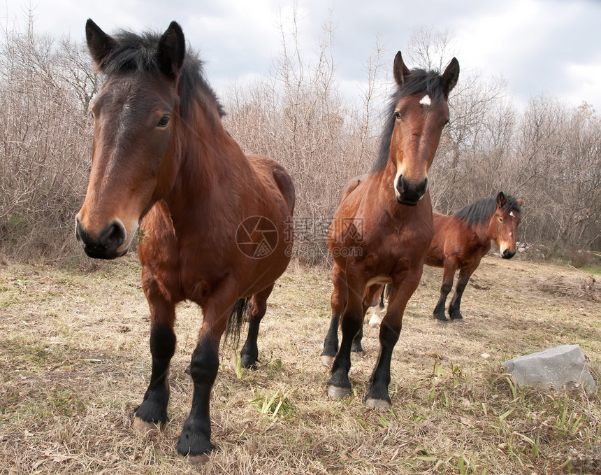 马匹步伐场地农场家庭国家哺乳动物荒野小跑小马韵律图片