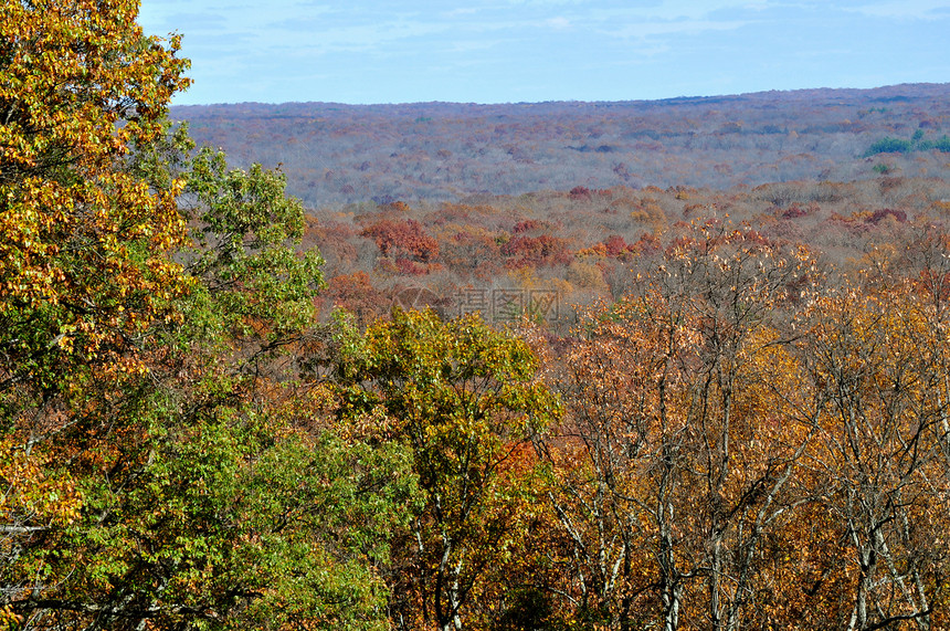 布朗县国家公园树叶叶子森林分支机构树木棕色图片