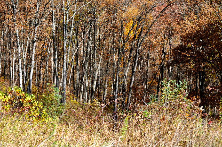 布朗县国家公园棕色分支机构森林叶子树木树叶图片