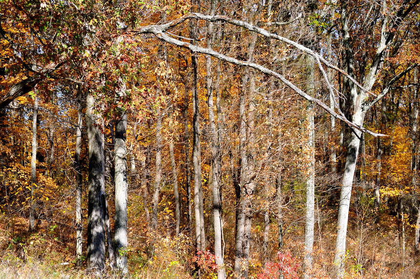 布朗县国家公园棕色叶子森林分支机构树木树叶图片