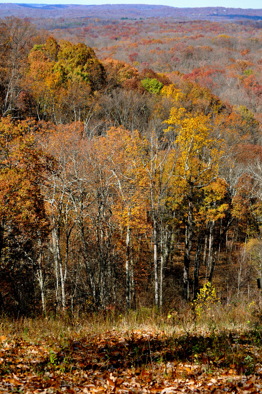 布朗县国家公园树木森林叶子树叶分支机构棕色图片