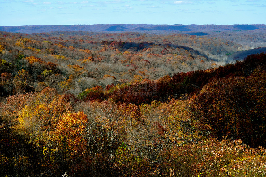布朗县国家公园树木棕色叶子森林分支机构树叶图片