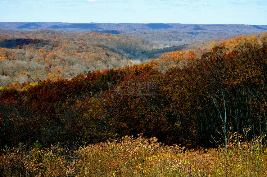 布朗县国家公园分支机构棕色森林树叶树木叶子图片