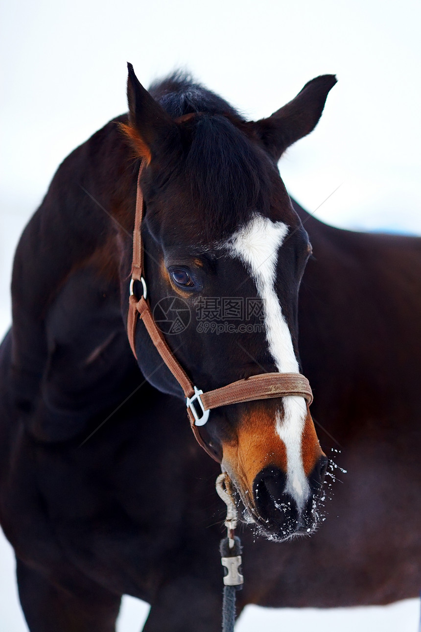 一匹马的肖像带子鬃毛栅栏马具动物宠物鼻子骑术哺乳动物棕色图片