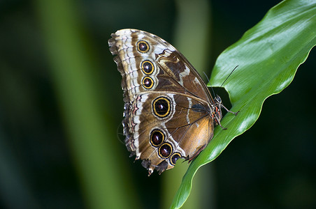 蝴蝶翅膀公园昆虫花园绿色动物背景图片