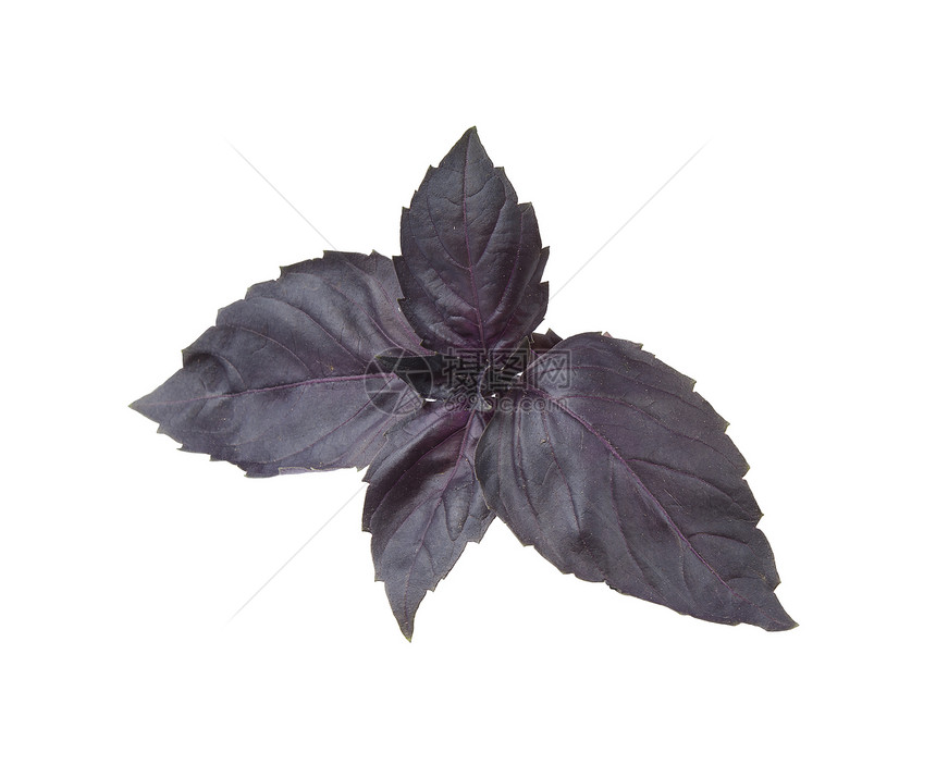 紫草本植物植物群叶子香料树叶食物植物图片