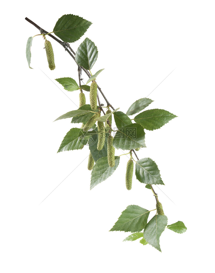 Birch 分支处叶子植物修正案树叶绿色植物群图片