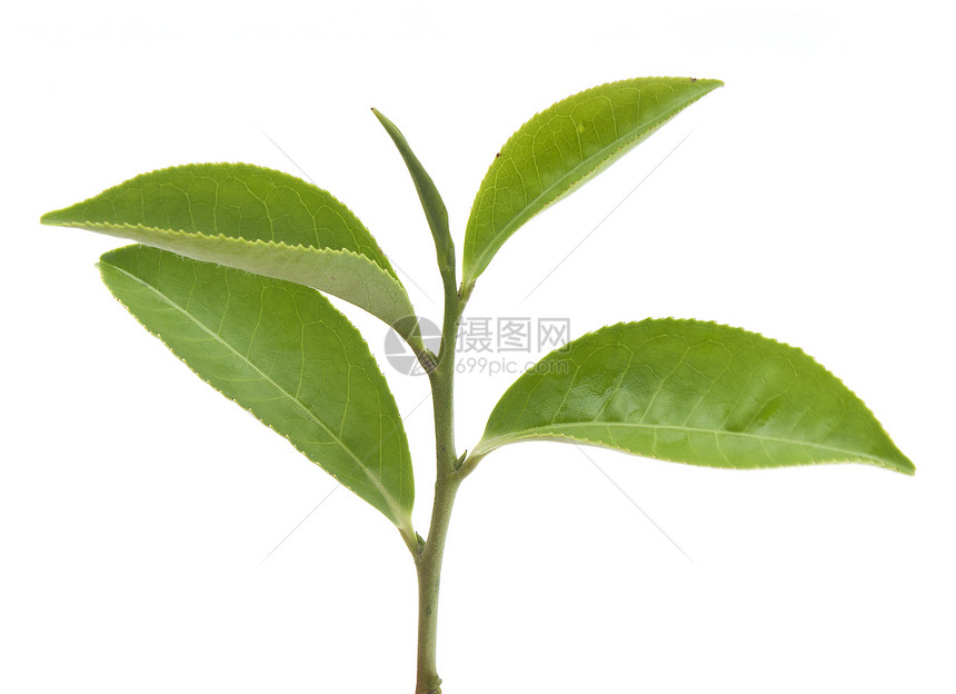 茶叶分支叶子植物群草本树叶枝条图片