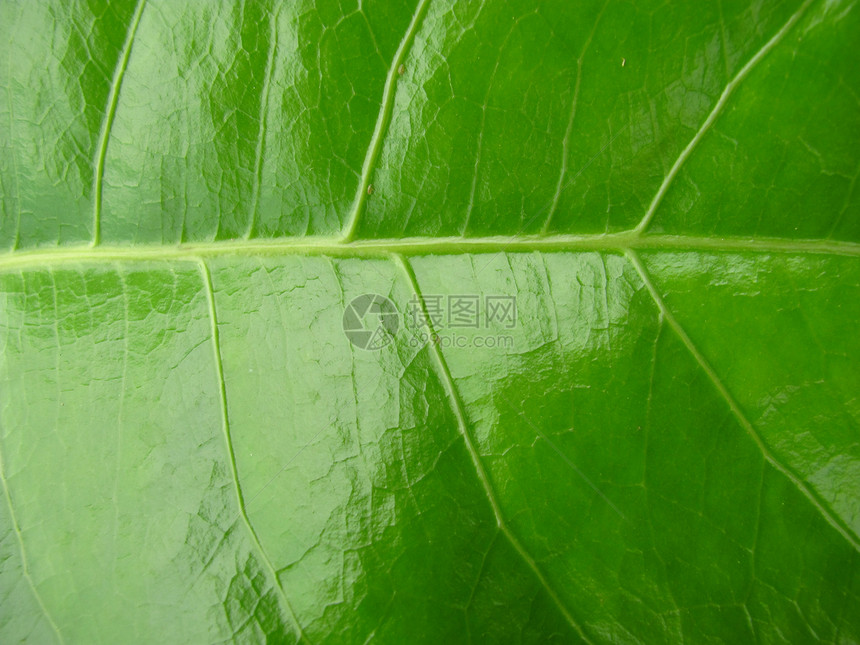 绿叶纹理宏观绿色植物静脉细胞叶子植物群生态季节环境生活图片