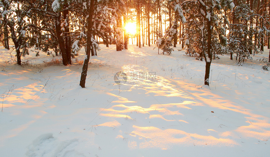 太阳升起 在一片神秘的雪白松林中寒冷的早晨松树微光辉光森林雪堆阳光蓝色天空树干边缘图片