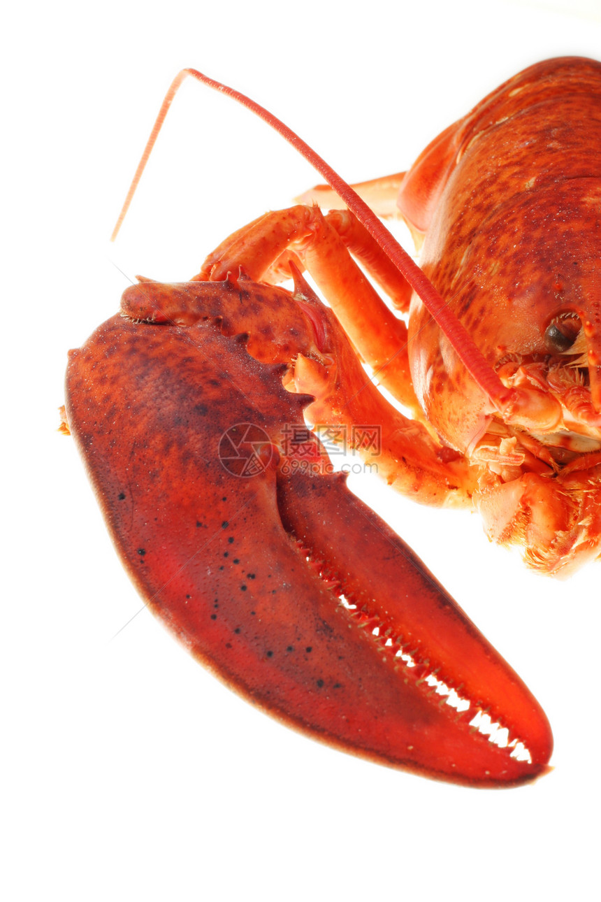 龙虾工作室奢华海鲜熟食食物市场甲壳动物天线贝类图片