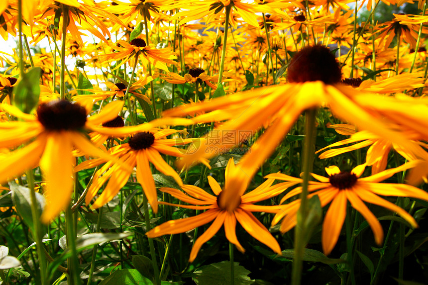 鲜花礼物植物群宏观阳光花粉生命花店展示花园风格图片
