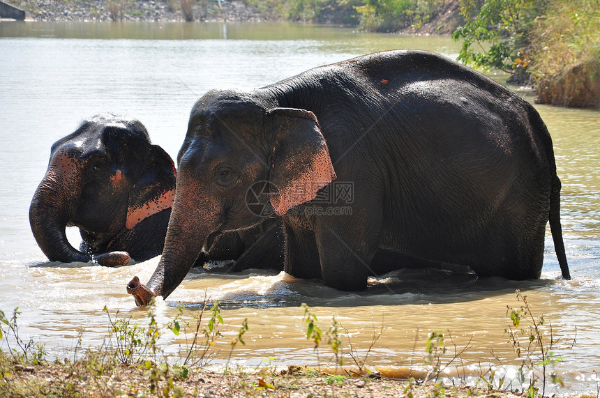 大象剂游泳食物森林国家旅行野生动物保护公园树干热带图片