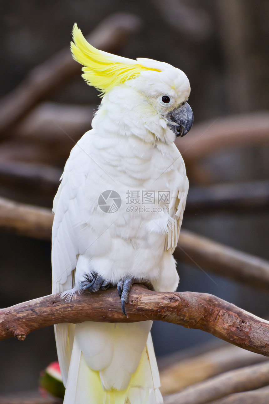 蟑螂动物园宠物白色黄色木头栖息鹦鹉图片