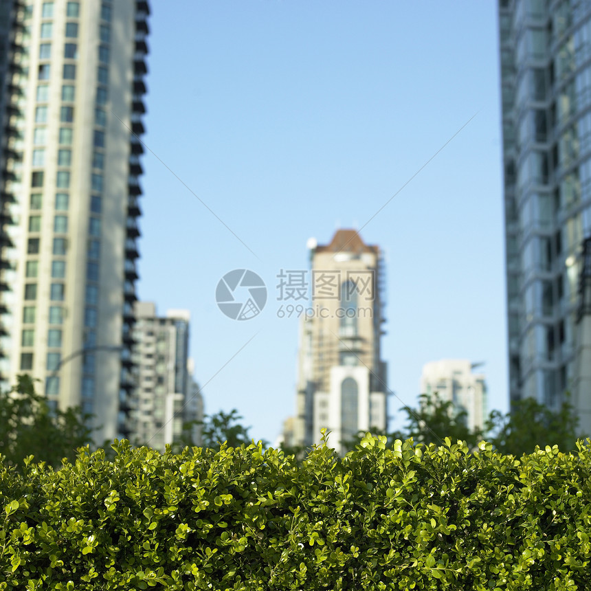 绿树和城市风景图片
