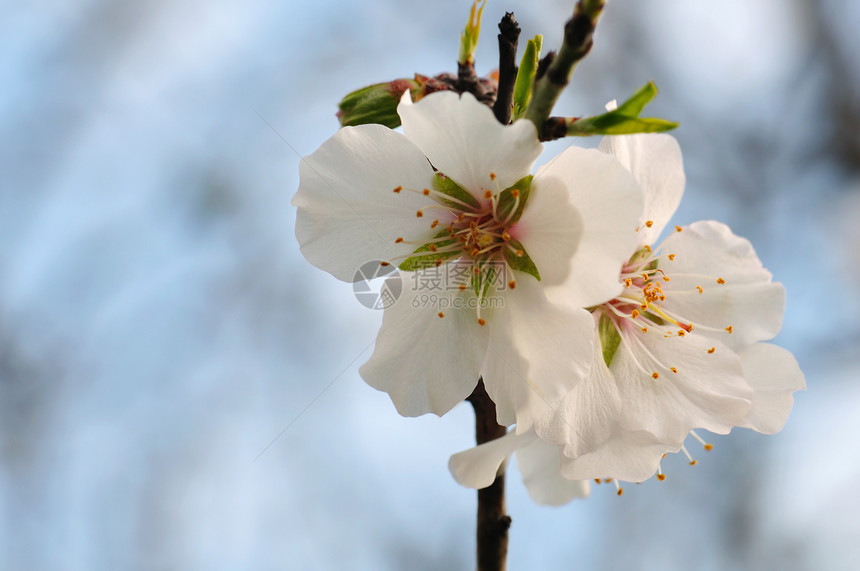 杏仁树花和芽图片