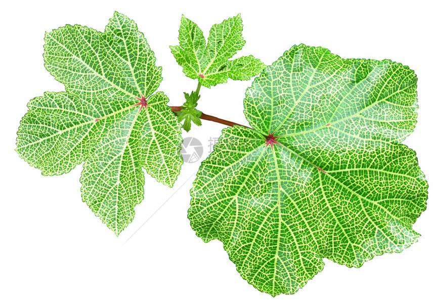 树叶纹理光合作用细胞静脉叶子生物学季节宏观植物学生态植物图片