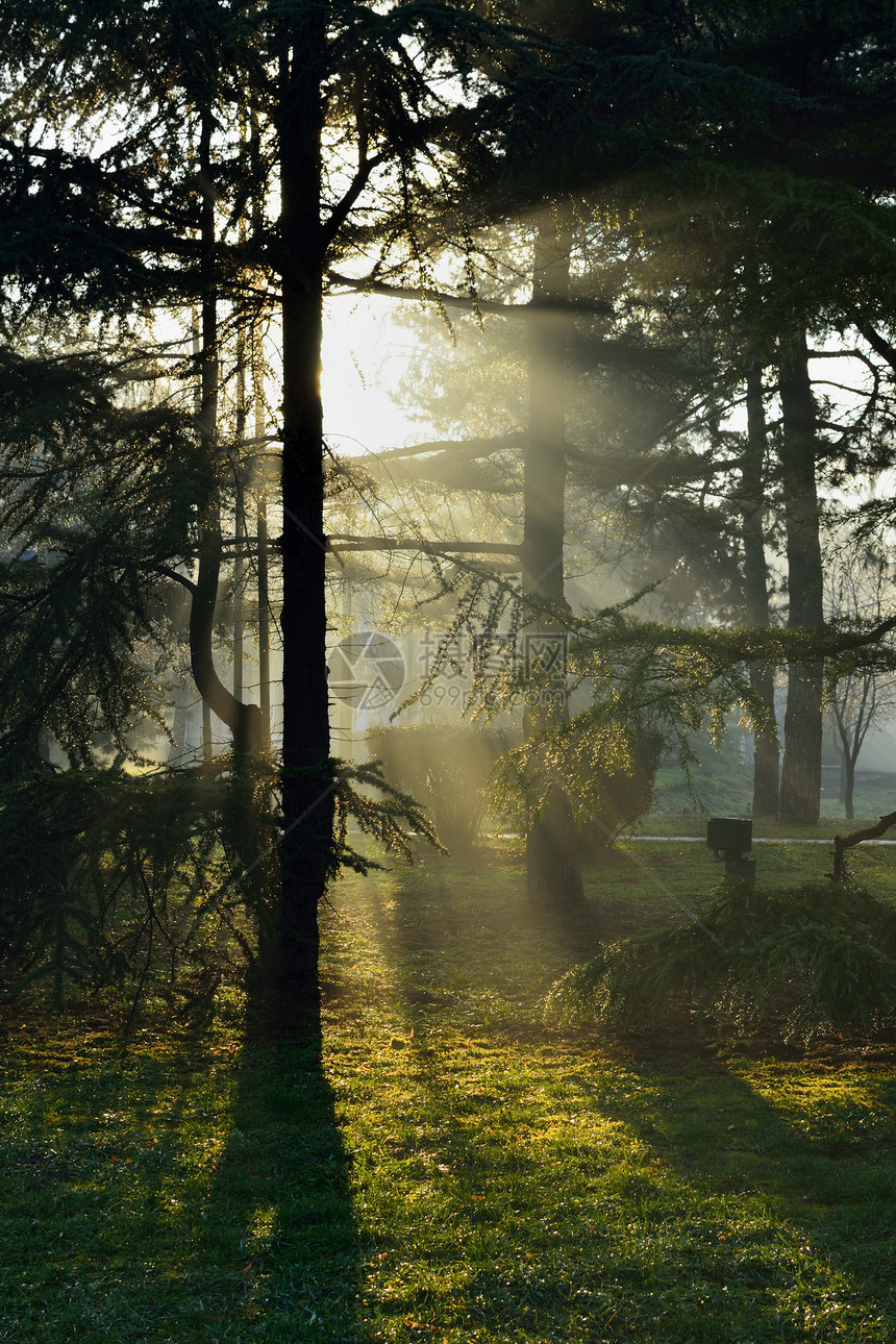 薄雾清晨日光晴天场景天气公园魔法阴影亮度树木旅行图片
