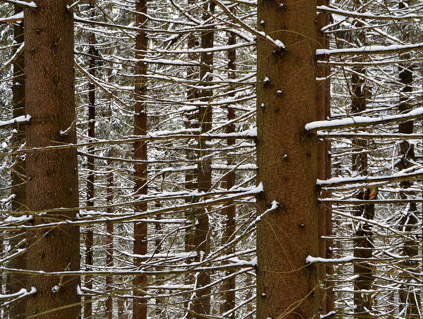 雪把树枝卷起图片